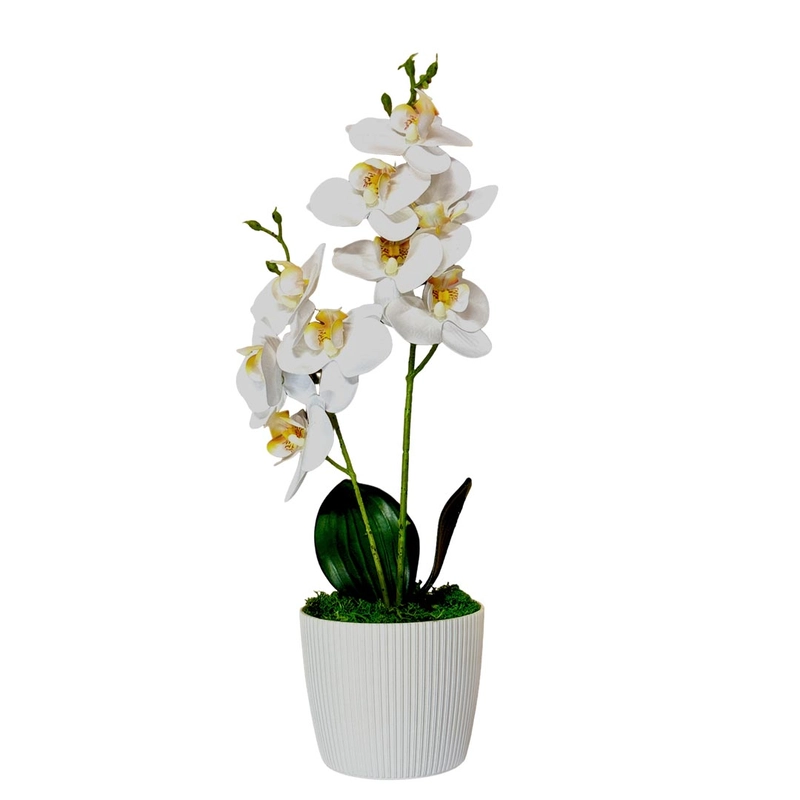 Örök kétágú orchidea